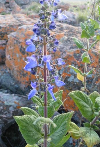 Coleus tenuicaulis flowering in habitat at Zootec near Lubango. 