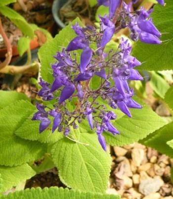 Coleus tenuicaulis flowering in autumn at Kirstenbosch National Botanical Garden.