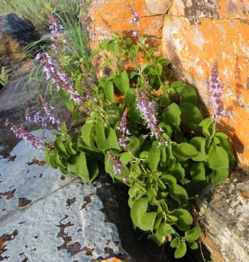 Coleus tenuicaulis growing wild on the escarpment of south-western Angola, at Zootec near Lubango.