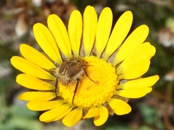 Ursinia paleacea in habitat, visited by a monkey beetle.