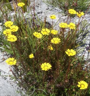 Ursinia paleacea, in habitat.