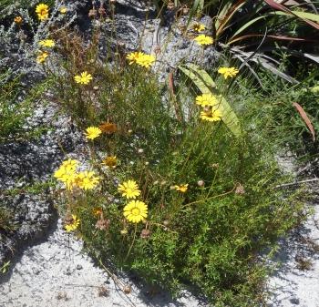 Ursinia paleacea, in habitat.