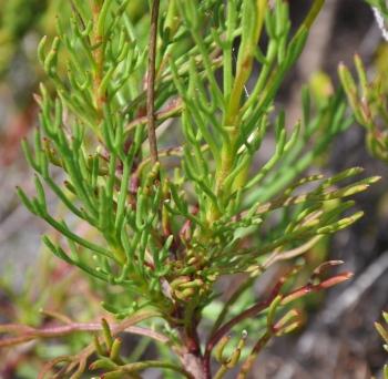 Ursinia paleacea, leaves pinnatisect with linear to thread-like lobes.