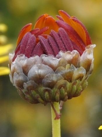 Ursinia paleacea, a freshly opening bud, showing large papery scales on the involucral bracts.