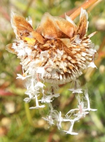 Ursinia paleacea, seeds dispersing.