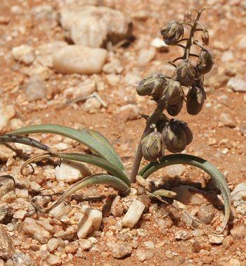 Ledebouria apertiflora typically prefers gravelly soils.