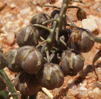 Ledebouria apertiflora has characteristically large seed capsules.