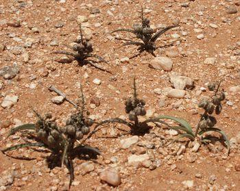 Ledebouria apertiflora, plants are usually solitary but may occur in small loose clusters.