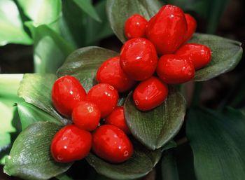 Scadoxus membranaceus, ripe fruits. (Graham Duncan)