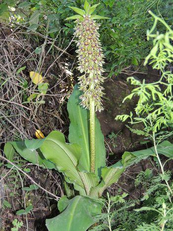 Eucomis comosa deals