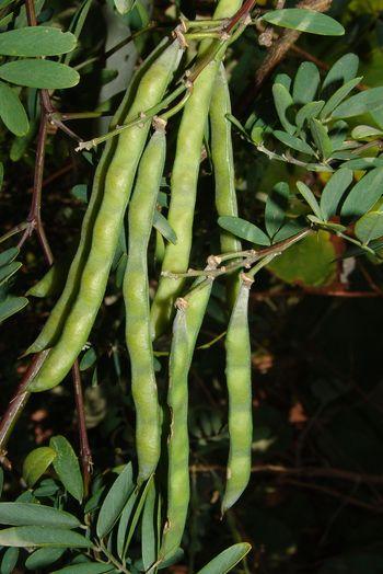  Tephrosia pondoensis, green pods. (Geoff Nichols)