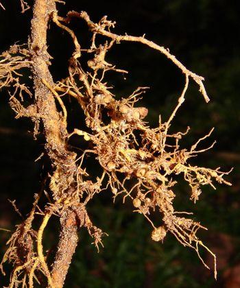  Tephrosia pondoensis, roots, showing root nodules. (Geoff Nichols)