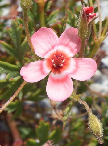 Pelargonium incarnatum, sepals finely covered with hairs.