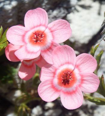 Pelargonium incarnatum 