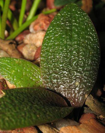 Ledebouria galpinii