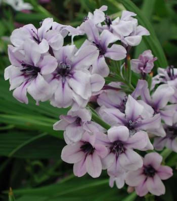 Babiana fragrans (Graham Duncan)