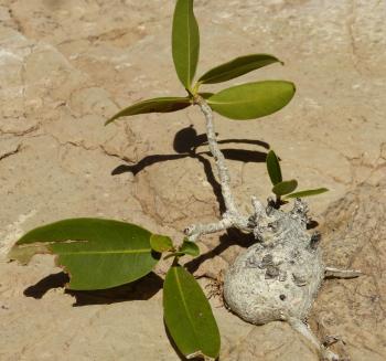 Ficus ilicina germinated on a rock face, temporarily develops a caudex and sends out wandering adventitious roots, seeking out deeper crevices.