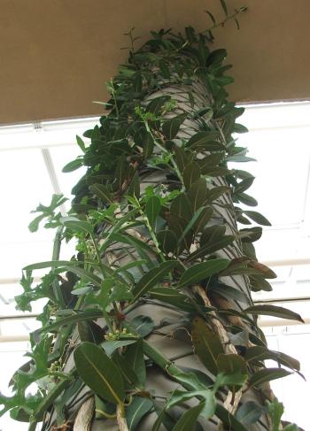 Ficus ilicina reaching the roof of the Botanical Society Conservatory at Kirstenbosch.