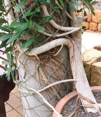 Ficus ilicina growing on the entrance pillar in the Botanical Society Conservatory at Kirstenbosch. Note the wandering adventitious roots (Grown from cuttings from Namaqualand).