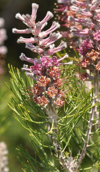 Paranomus bracteolaris, inflorescence.