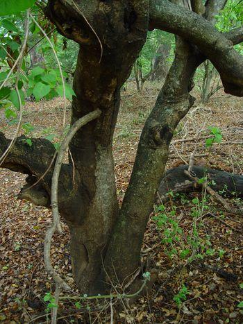 Croton megalobotrys, trunk. (Geoff Nichols)