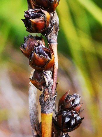 Askidiosperma andreaeanum, maturing female inflorescence. 