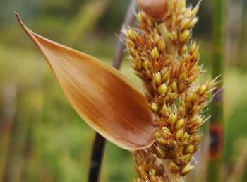 Askidiosperma andreaeanum, male inflorescence. 