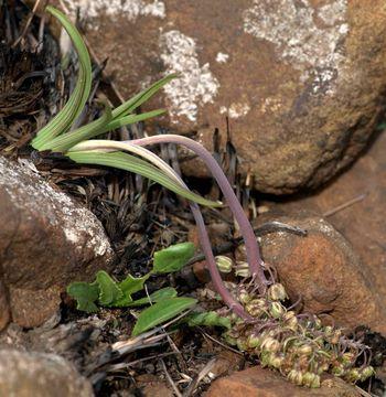 Ledebouria revoluta