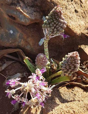 Ledebouria revoluta (Richard Gill)