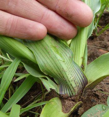 Ledebouria revoluta