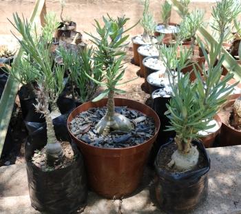 Pachypodium succulentum, in the Free State NBG Nursery.