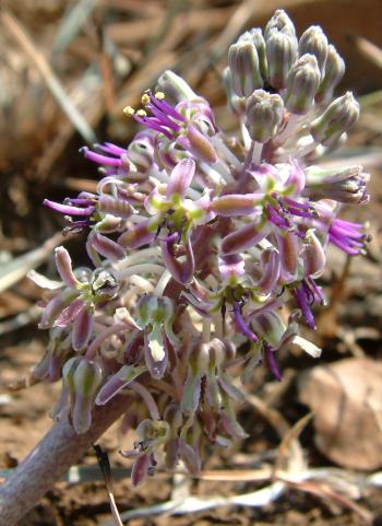 Ledebouria ovatifolia subsp. scabrida, inflorescence. (Neil Crouch)