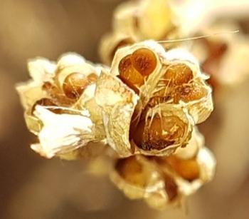 Lapeirousia anceps, seeds in seed capsules.