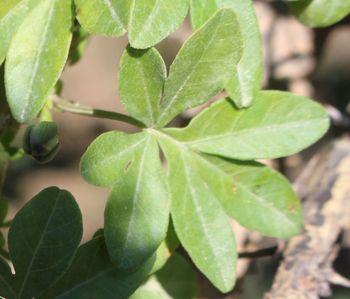 Ipomoea cairica leaf (Sibahle Gumede)