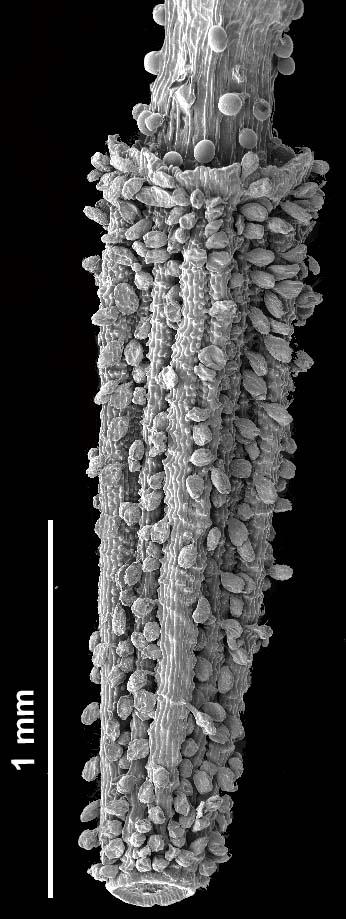 Phymaspermum appressum fruit, showing stalked glands between the ribs.