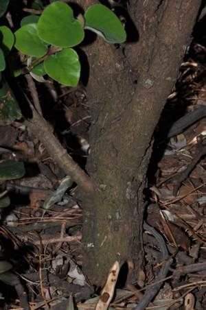 Androstachys johnsonii, trunk.