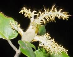 Androstachys johnsonii, flowers. (E. Schmidt)