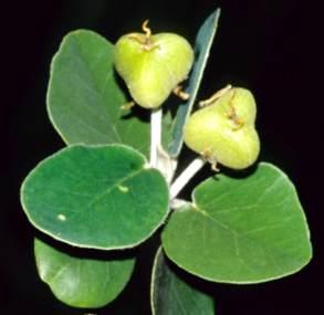 Androstachys johnsonii, fruits. (E. Schmidt)