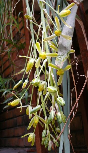 The flowering raceme of Albuca deaconii in cultivation.