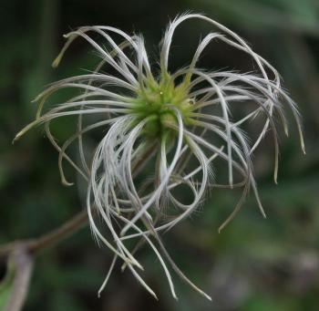 Clematis brachiata x villosa ‘Silver Beard’