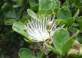 Thilachium africanum