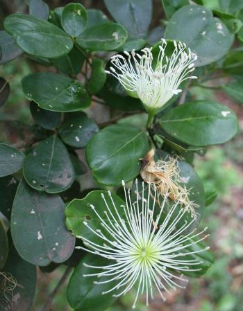 Thilachium africanum, flowers.