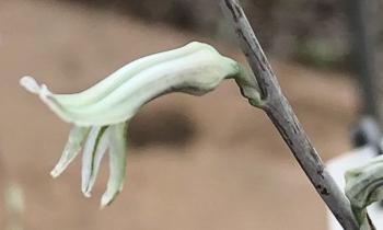 Haworthiopsis coarctata, flower.