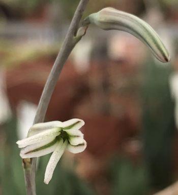 Haworthiopsis coarctata, flowers.
