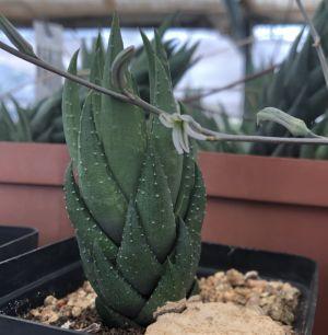 Haworthiopsis coarctata