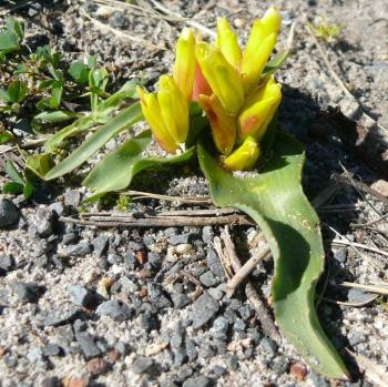 Lachenalia reflexa, Red Hill, Cape Peninsula. (Photo by Tony Rebelo)