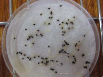 Lachenalia reflexa, germinated seeds.