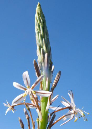 Close-up of the veldkool (Trachyandra falcata) flowering stem.