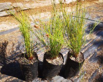 Elegia filacea, young seed-grown plants in the nursery.