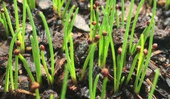 Elegia filacea, seedlings.